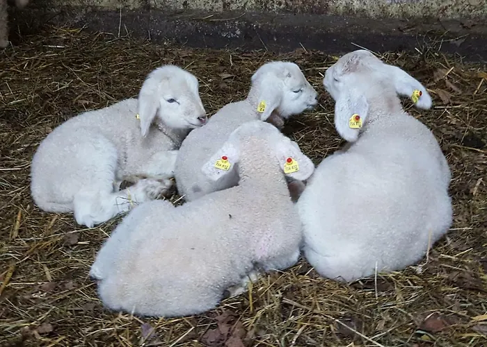 Apartamento Oberseebachhof Scheffau am Wilden Kaiser