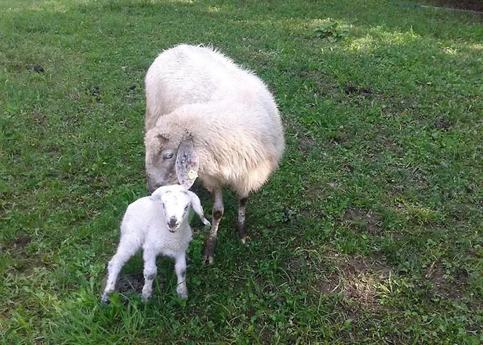 公寓 Oberseebachhof 凯撒山麓舍福